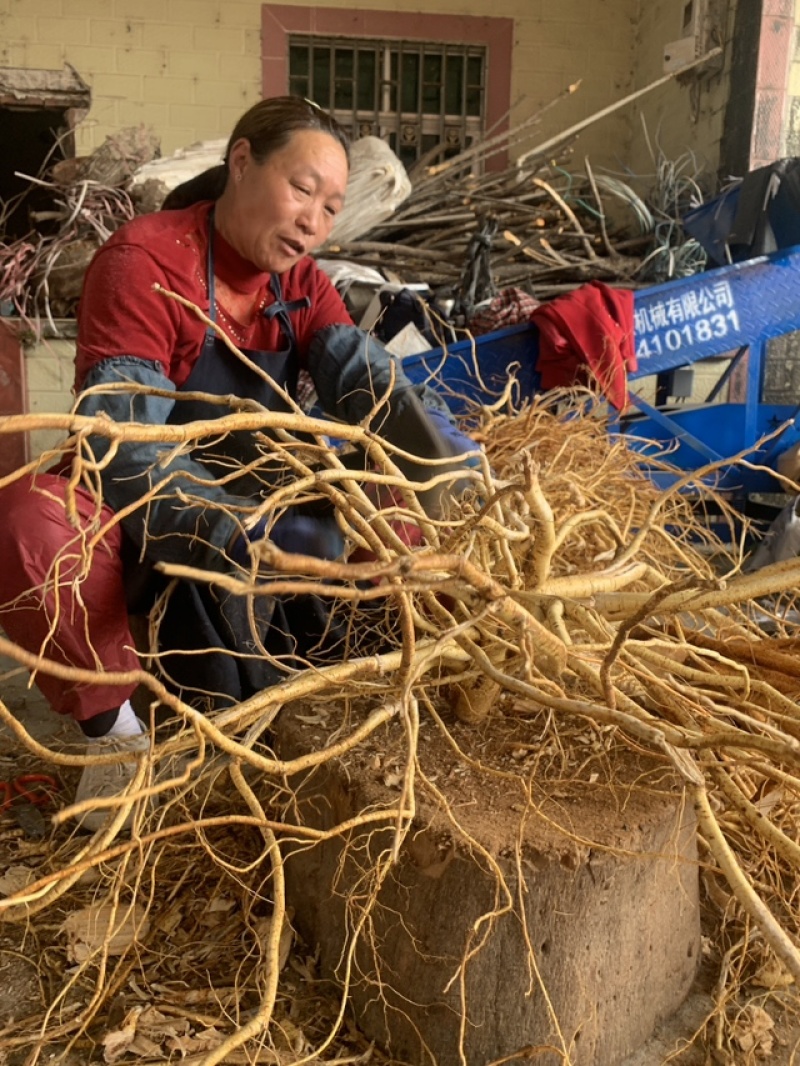 粤北高山五指毛桃，无硫干货香味浓工厂直发