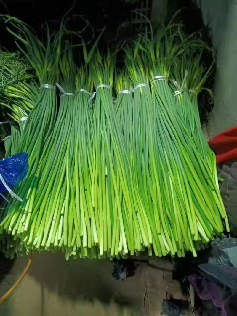 山东精品蒜苔大量供货品质保证对接全国市场商超社区团购