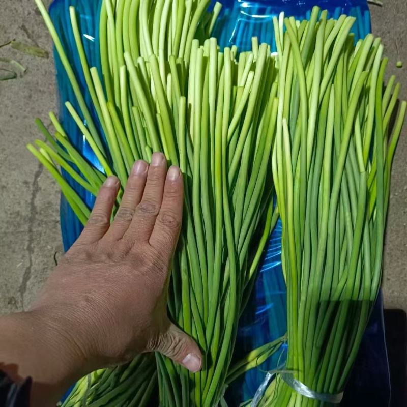 山东精品蒜苔大量供货品质保证对接全国市场商超社区团购