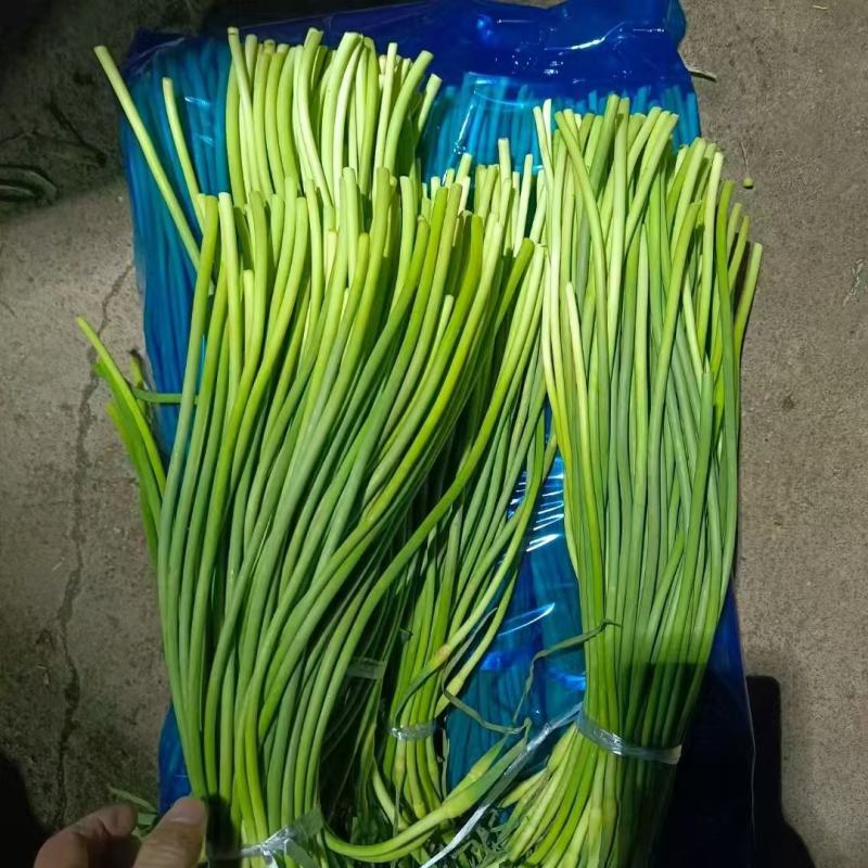 山东精品蒜苔大量供货品质保证对接全国市场商超社区团购