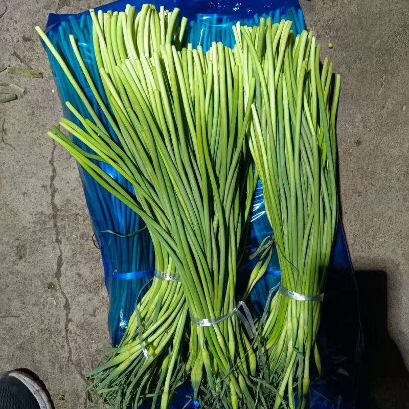 山东精品蒜苔大量供货品质保证对接全国市场商超社区团购