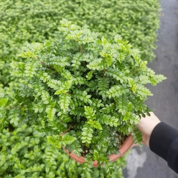 正宗清香胡椒木盆栽花卉室内外驱蚊草植物树苗老桩盆景九里香
