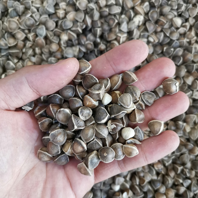 辣木籽辣木子大货批发散货供应一手货源