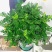正宗清香胡椒木盆栽花卉室内外驱蚊草植物树苗老桩盆景九里香