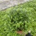 正宗清香胡椒木盆栽花卉室内外驱蚊草植物树苗老桩盆景九里香