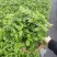 正宗清香胡椒木盆栽花卉室内外驱蚊草植物树苗老桩盆景九里香