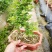 正宗清香胡椒木盆栽花卉室内外驱蚊草植物树苗老桩盆景九里香