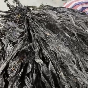 霞浦海带