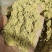 大豆胚芽粉（蛋白45）水产养殖，鱼饵料加工，大小饲料厂