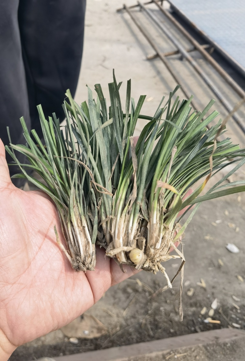 三台涪城麦冬精品麦冬种苗绿化苗子现货量大从优