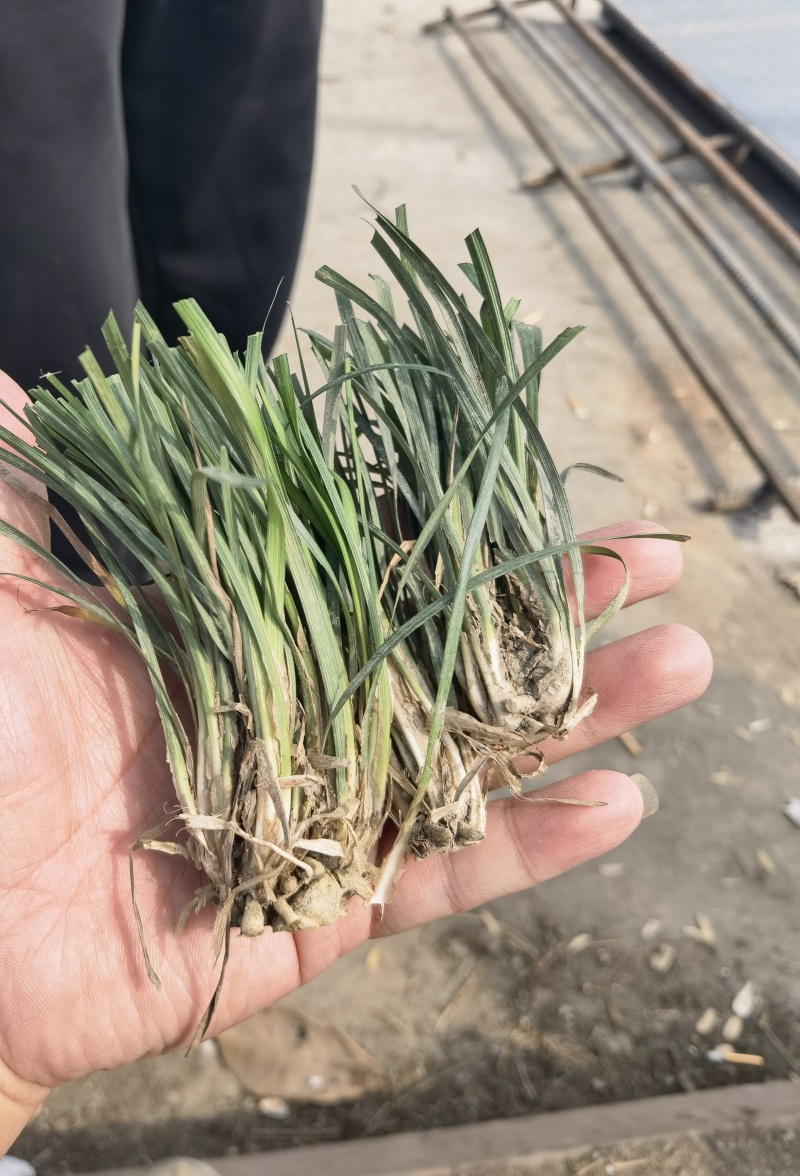 三台涪城麦冬精品麦冬种苗绿化苗子现货量大从优