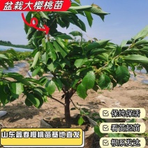 樱桃苗基地供应3-5公分大樱桃树盆栽地栽大脆甜樱桃树苗