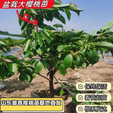 樱桃苗基地供应3-5公分大樱桃树盆栽地栽大脆甜樱桃树苗