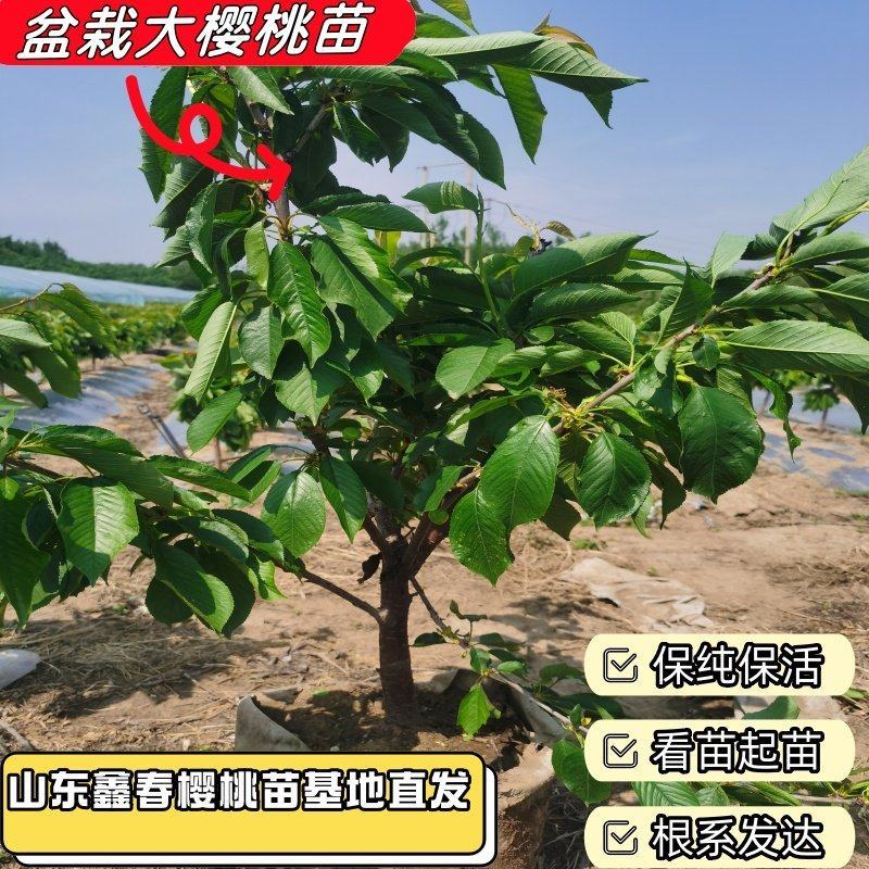 樱桃苗基地供应3-5公分大樱桃树盆栽地栽大脆甜樱桃树苗