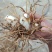 鲜货白芨20