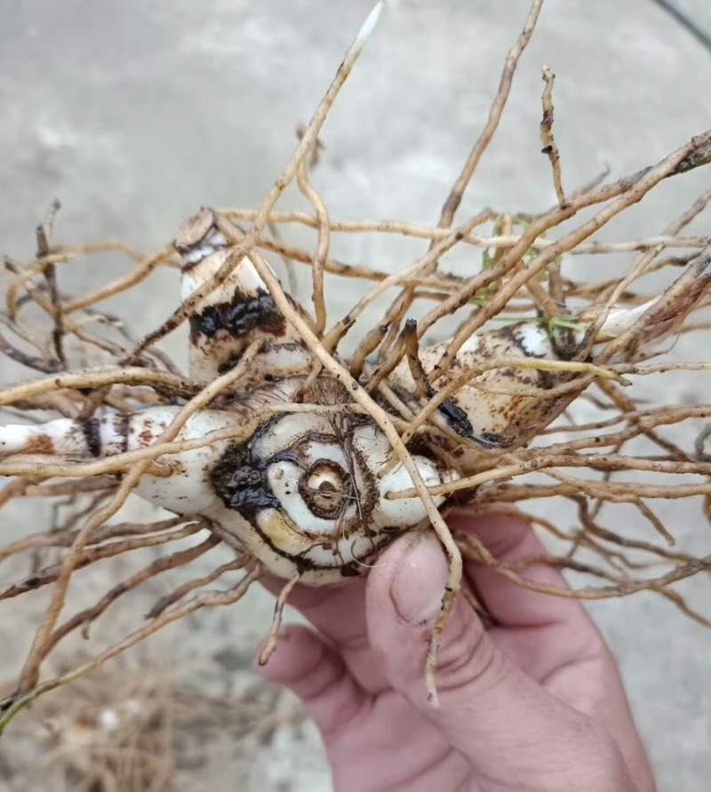 鲜货白芨20