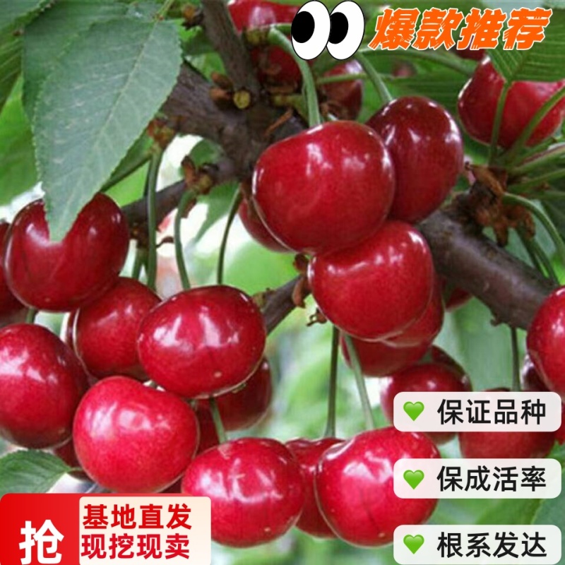 樱桃苗基地供应3-5公分大樱桃树盆栽地栽大脆甜樱桃树苗
