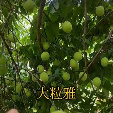 【推荐】饶平青梅之乡青竹梅产地直发视频看货