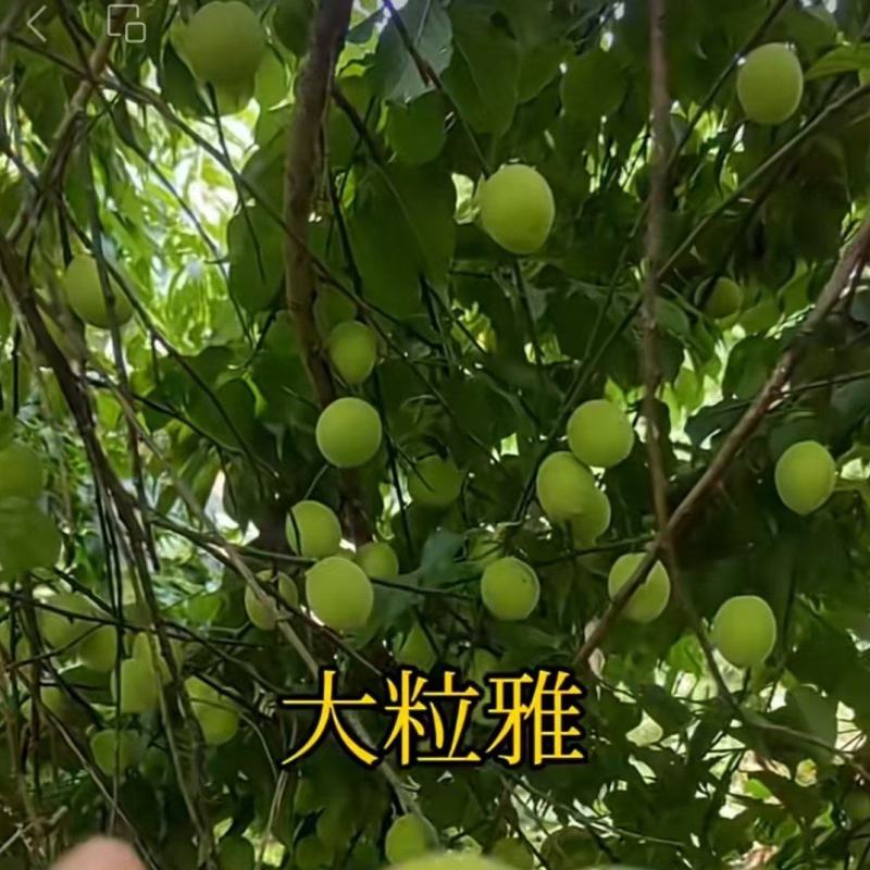 【推荐】饶平青梅之乡青竹梅产地直发视频看货