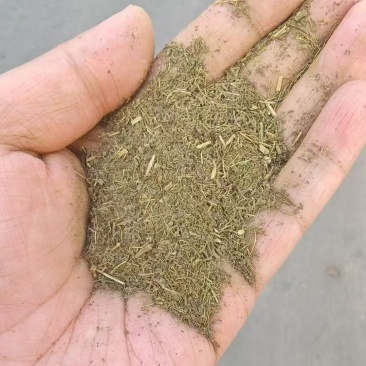 甜叶菊渣