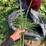 高端新品台湾麻豆文旦柚枝条，杯苗，口感好纯甜
