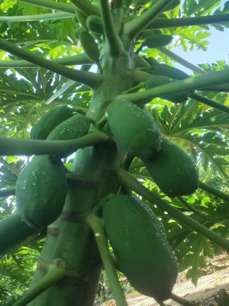 大青木瓜（水果木瓜）