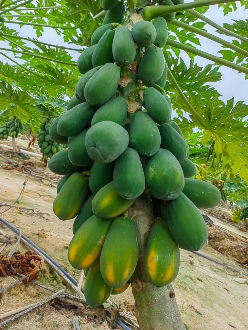 大青木瓜（水果木瓜）