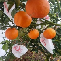 明日见