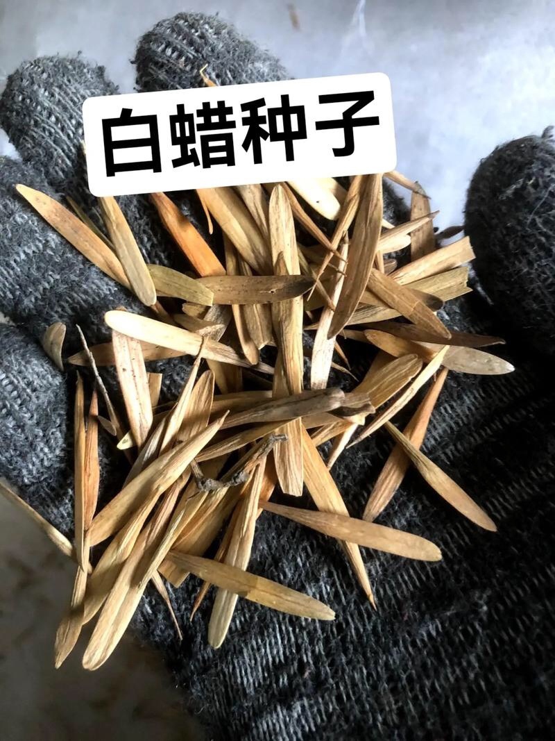 白蜡种子速生白蜡种子白蜡树种