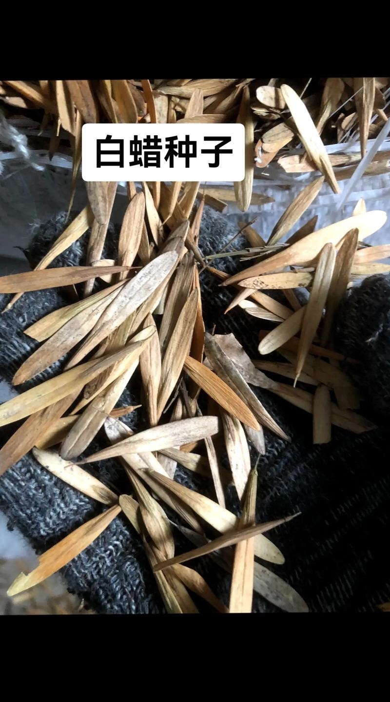 白蜡种子速生白蜡种子白蜡树种