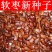 软枣种子君迁子种子黑枣种子柿子树种子