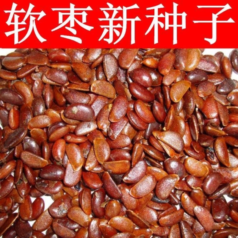 软枣种子君迁子种子黑枣种子柿子树种子