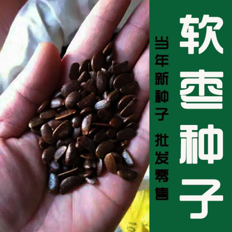 软枣种子君迁子种子黑枣种子柿子树种子