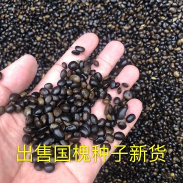 新采国槐种子速生国槐种子黄花槐刺槐种子