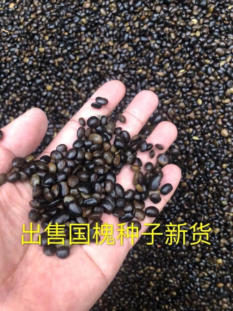 新采国槐种子速生国槐种子黄花槐刺槐种子