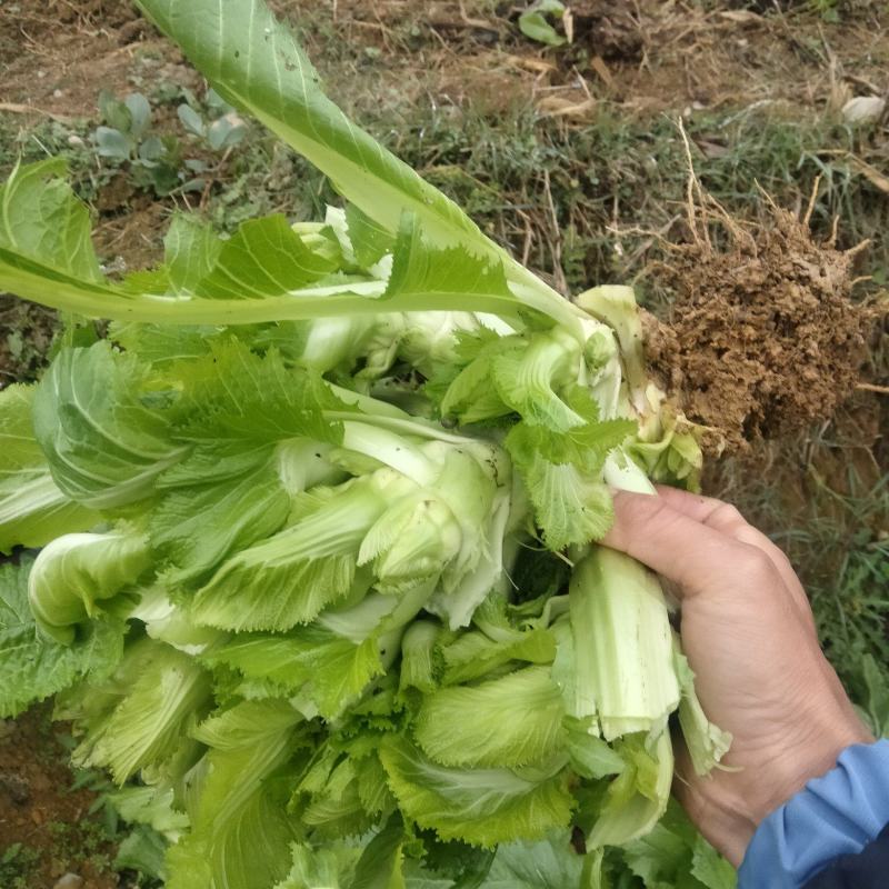 儿菜