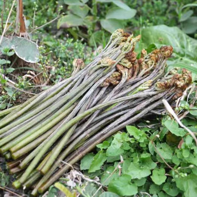 贵州野生蕨菜