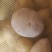 黄皮黄心陇七土豆炸薯片薯条和土豆饼土豆泥的专用薯