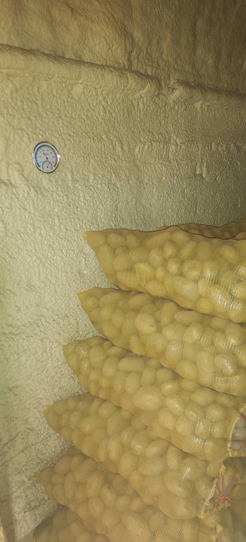 黄皮黄心陇七土豆炸薯片薯条和土豆饼土豆泥的专用薯