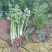 芹菜苗20万棵产地直发品质保证诚信合作欢迎来电