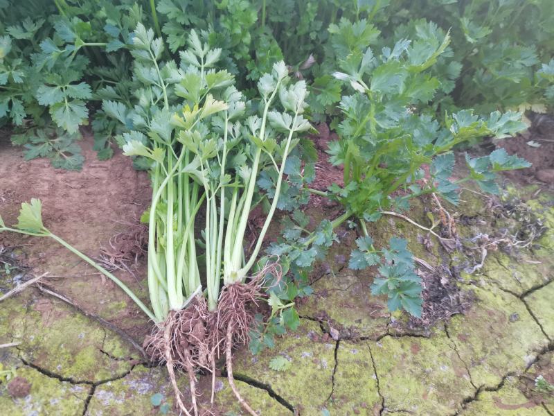 芹菜苗20万棵产地直发品质保证诚信合作欢迎来电