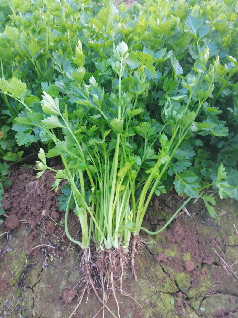 芹菜苗20万棵产地直发品质保证诚信合作欢迎来电