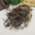 石蝉草中药材新货正品石禅草火伤叶散血胆胡椒草