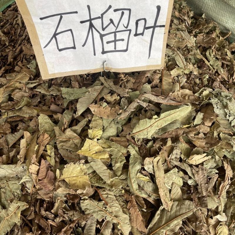 番石榴叶1公斤石榴叶野生芭乐叶子番石榴嫩叶芯番石榴叶干
