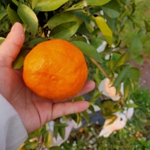 明日见