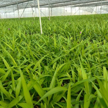 紫花三叉白芨。大量供应全国发货。