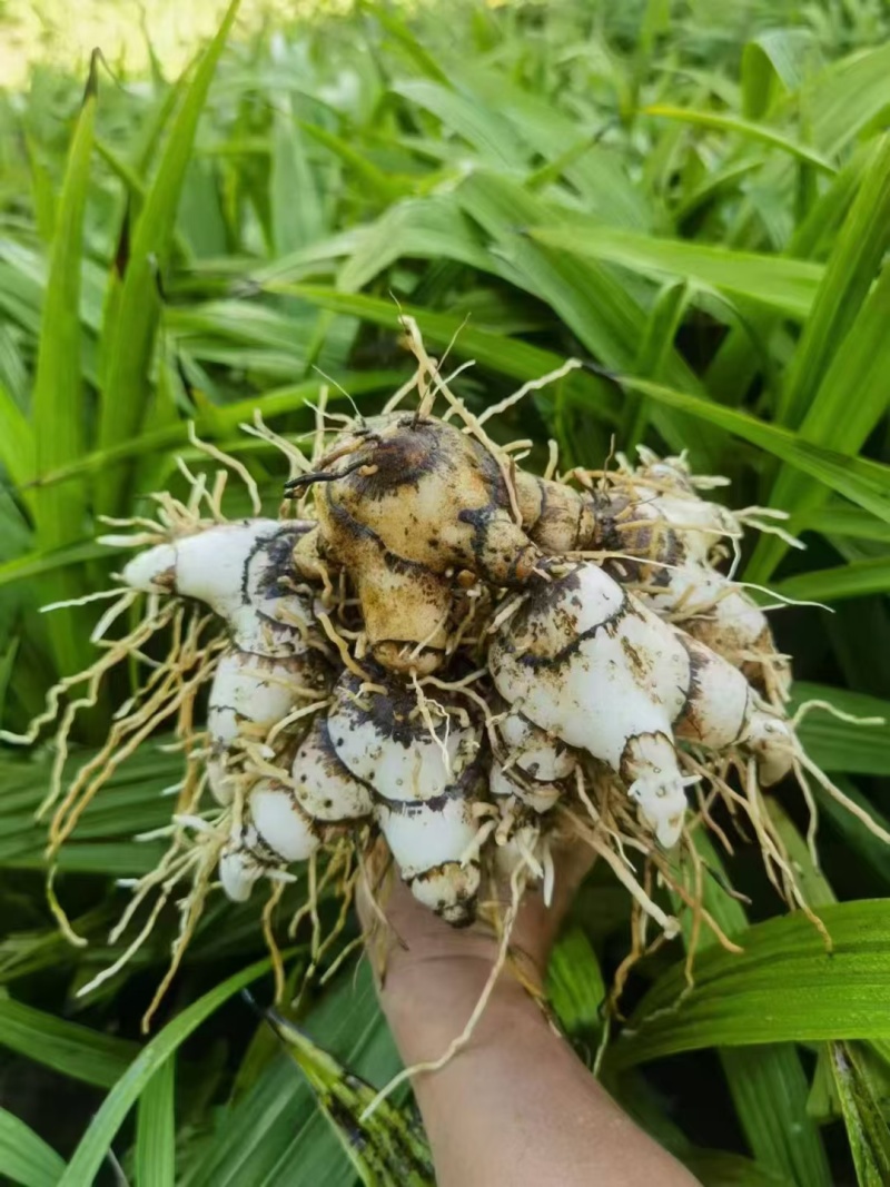 紫花三叉白芨。大量供应全国发货。