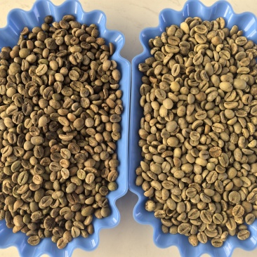 出咖啡生豆越南罗豆16目18目云南一级二级现货直发