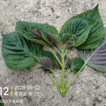 紫苏叶3号紫苏(半面红白苏干货机压包(40x60x80