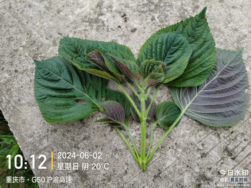 紫苏叶3号紫苏（半面红白苏干货机压包（40x60x80